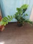 Замиокукос дървото на желанията , снимка 1 - Стайни растения - 42892693