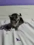 персийски британски котета , снимка 7