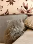 Персийски котенца, снимка 10