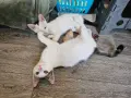 Братче и сестриче търсят любящ дом!, снимка 11