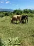 Продавам бременни крави , снимка 3