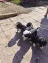 Английски кокери, снимка 10