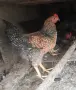 Свободни свободни , снимка 2