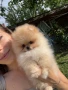 Померани , снимка 13