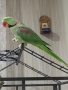 папагал голям александър, снимка 1 - Папагали - 44514965