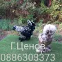 Чифтове струмски бантам, снимка 5