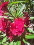 продавам олеандър - зокум, снимка 1