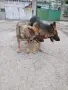 Малки немски овчарки!, снимка 11
