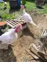 продавам броилерни пуики, снимка 3