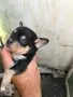 продавам малки пинчери, снимка 2