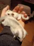 Кротки бебета захарни катерички в различни цветове - sugar glider, снимка 1