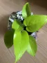 Epipremnum Neon , снимка 2