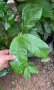 Ябълкова гуава, Psidium guajava, растения и семена, снимка 4