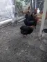 млади кокошки носачки, снимка 1