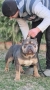 Американско Були Покет/American Bully Pocket , снимка 2