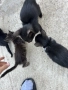 Подарявам малки котенца, снимка 2
