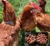 🐔Налични Носачки За Яйца 🥚, снимка 1