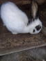 Мъжки заек на една година , снимка 1