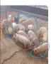Продавам малки прасенца , снимка 5