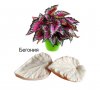 2 големи листа листо Бегония вейнър силиконов молд форма фондан декор торта, снимка 1 - Форми - 31814183