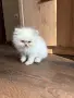 Персийско коте. , снимка 4