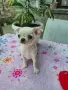 Чистокръвно Чихуахуа , снимка 4