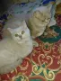 Британска късокосместа., снимка 2
