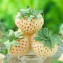 200 семена от плод бяла ягода органични плодови бели ягодови семена от вкусни ягоди отлични плодове , снимка 15