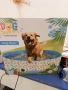 Сгъваем басейн за домашни любимци Dog Summer Collection с размери 120 x 30 см., снимка 1