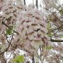 400 семена от красиво декоративно медоносно дърво пауловния томентоса за декорация и украса на двора