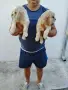 Кокер Шпаньоли А, снимка 4