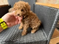 Мини Пудели  Актуално от 22.3.202, снимка 3