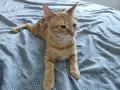 Подарявам котенца, снимка 1