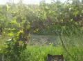 Грозде от производител - мускат, ракацител, мискет, молдова, снимка 12