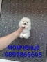 Миниатюрен чисто бял, мини Померан. Реални снимки!!! , снимка 1