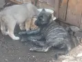 Последни бройки женски , снимка 5