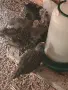 кокошки,пилета,, снимка 2