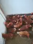 продавам ярки на шест месеца проносили ваксинирани, снимка 2