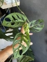 Коренче Monstera Adansonii, снимка 4