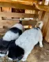 каракачански кученца, снимка 7