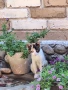 Коте си търси дом, снимка 1