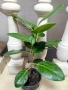 Фикус Ficus benghalensis , снимка 2