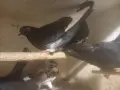 домашни гълъби, кръстоски, снимка 2