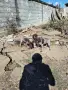 Курцхаарчета от активно ловуващи родители, снимка 6