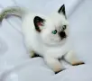 Шотландски със сини очи. , снимка 1