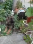 Малки немски овчарски!, снимка 9