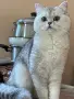 Мъжки котарак за разплод, снимка 2