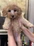 Мини пудели, женски, снимка 7