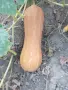 Тиква за консумация., снимка 5