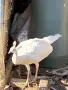 Продавам Бял мъжки паун, снимка 4